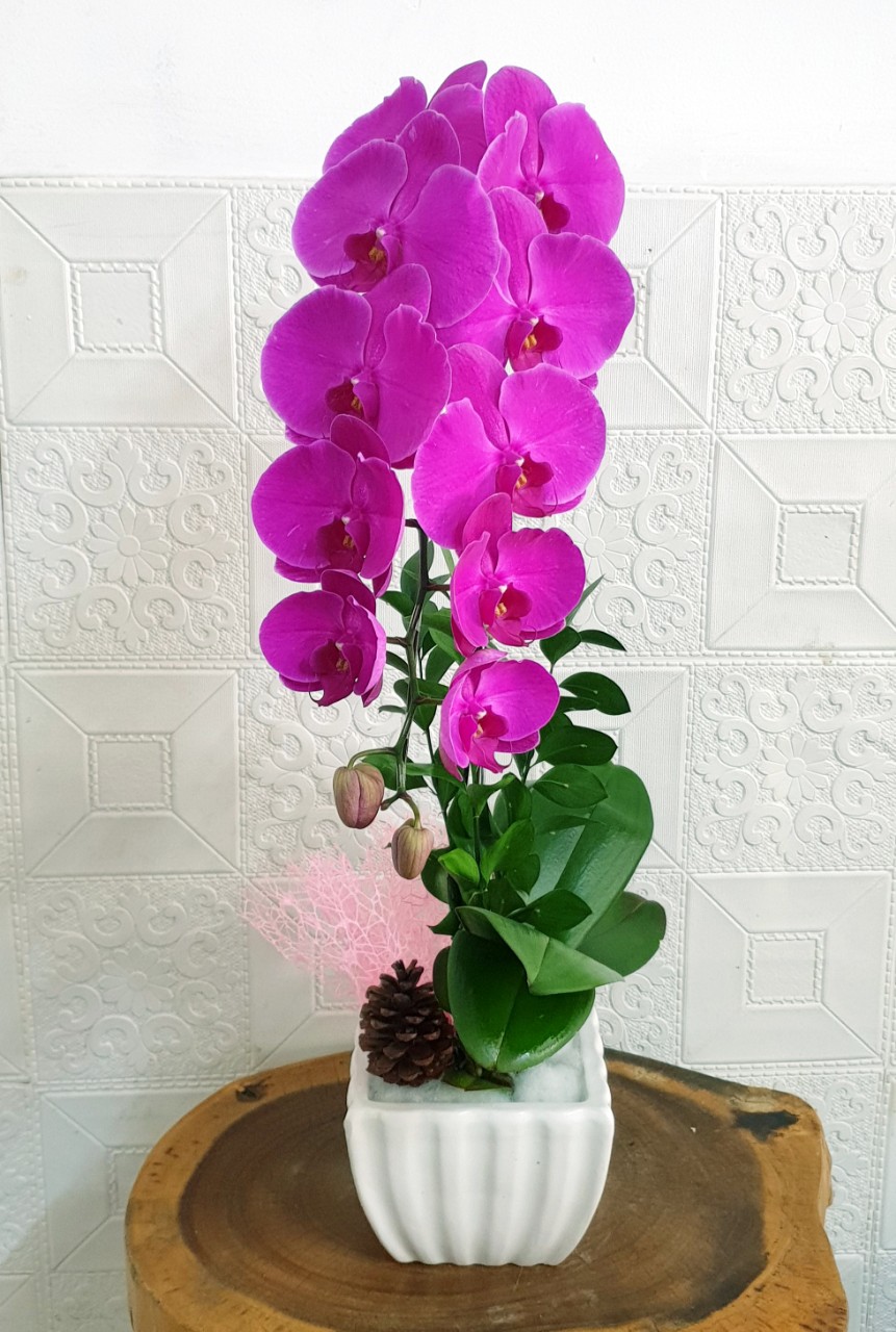 Shop Hoa Lan Hồ Điệp Thành Phố Hồ Chí Minh Tuyển Dụng